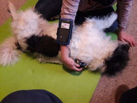 Movedogs Tierphysiotherapie & Tierosteopathie