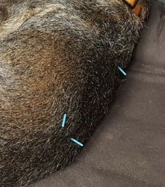 Movedogs Tierphysiotherapie & Tierosteopathie