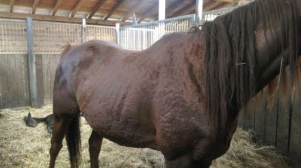 Tierheilpraxis Gossett I.G.I.T. U.G. haftungsbeschränkt