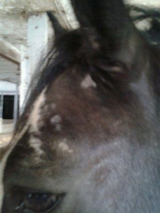 Tierheilpraxis Gossett I.G.I.T. U.G. haftungsbeschränkt