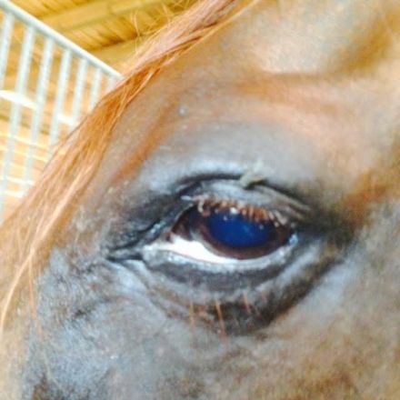 Tierheilpraxis Gossett I.G.I.T. U.G. haftungsbeschränkt