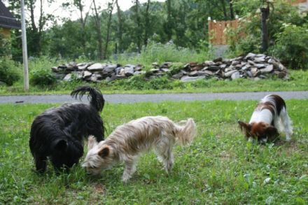 Hundepension für kleine Hunde