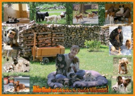 Hundepension für kleine Hunde