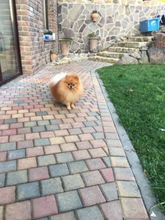 Sultan Jonni Zvezdny Podarok