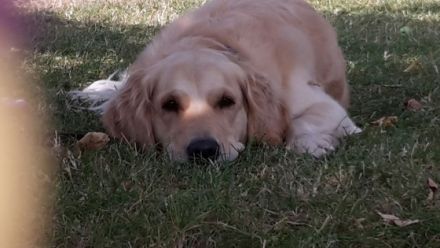 Tierheilkunde Hallberg