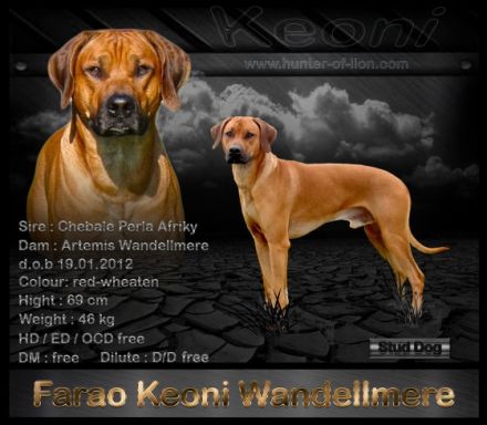 Farao Keoni Wandellmere