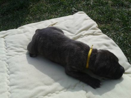 zattara de monteallegria