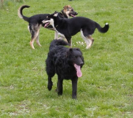 Hundespielplatz / Hundetreff