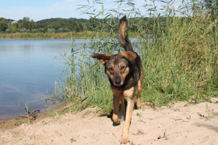 Hunde Ahoi! Hundetraining & Dogwalking