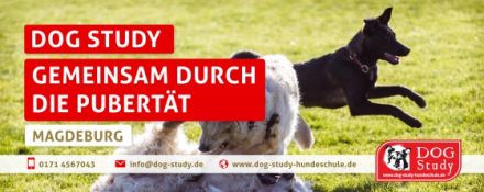 DOG Study Hundeschule