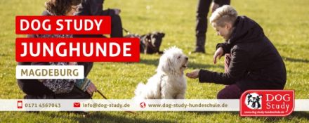 DOG Study Hundeschule