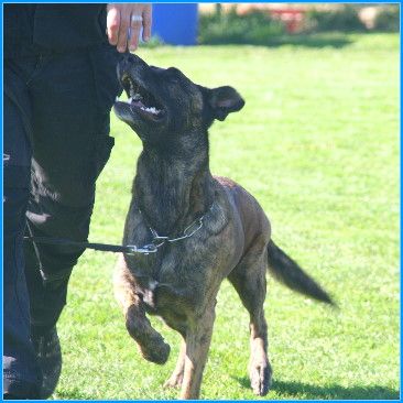 Hundeschule Duwensee