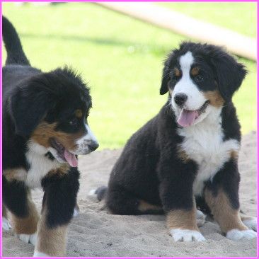 Hundeschule Duwensee