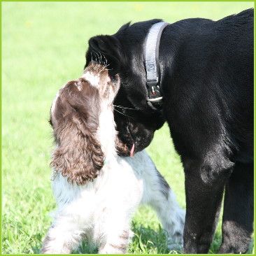 Hundeschule Duwensee