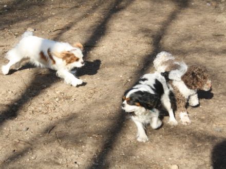 Hundeschule Duwensee