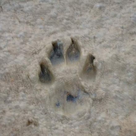 M"ein Weg zum Traumhund