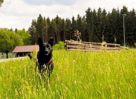 Hundephysiotherapie Heike Amthor