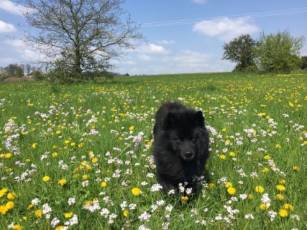 Dark von Haus Wildenrath