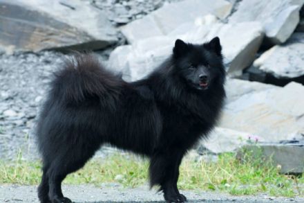 Dark von Haus Wildenrath