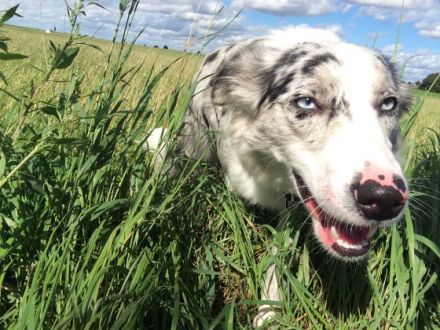 Verhaltenstherapie/ Probleme mit dem Hund