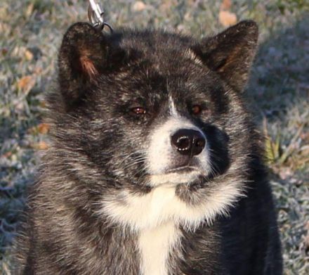 Jinsei Go Shiroiarashi