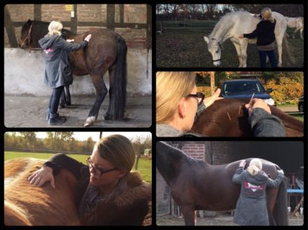 DR Tierosteopathie NRW