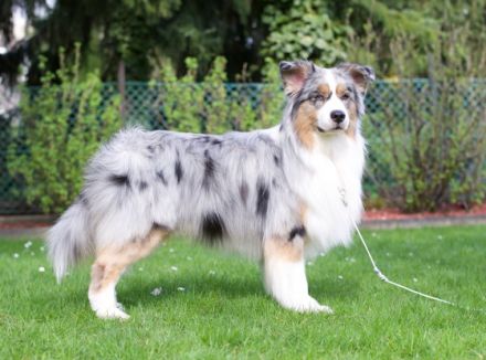 Magic Delight Friend For Life DNA-VP "Sammy"