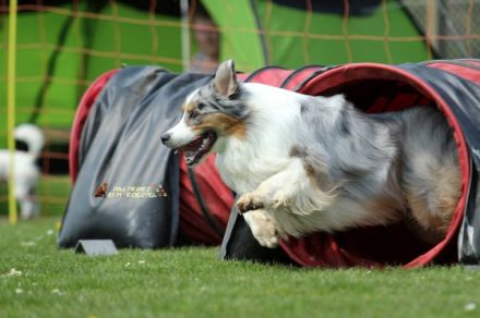 Magic Delight Friend For Life DNA-VP "Sammy"