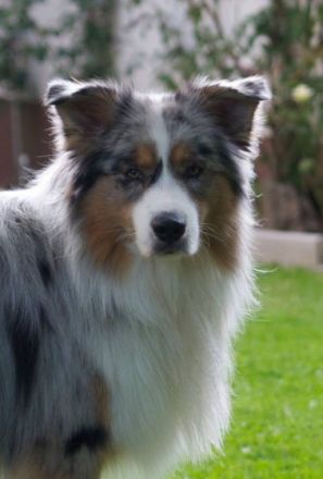 Magic Delight Friend For Life DNA-VP "Sammy"