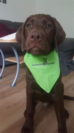 Hundezentrum Easylearning