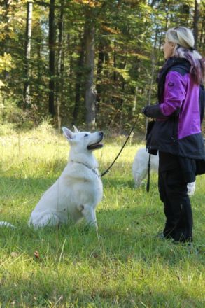 Hundezentrum Easylearning