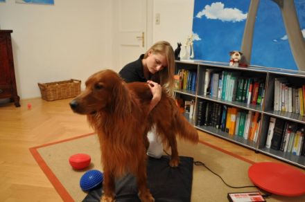 Physiotherapie für Hunde und Katzen
