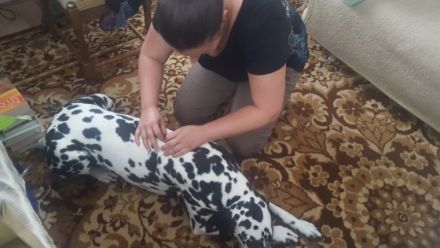 Tiertherapie Isabel Quent