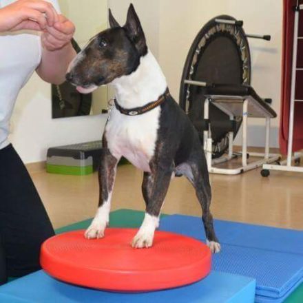 Tiertherapie Isabel Quent