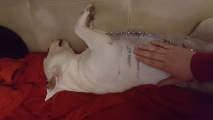 Tiertherapie Isabel Quent