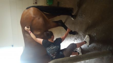 Tiertherapie Isabel Quent