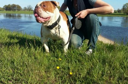 Arrow vom Rambower Moor, genannt Butsch