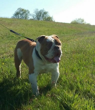 Arrow vom Rambower Moor, genannt Butsch