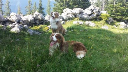 Hundeschule "Jacko" Doris Borowicz-Lichtmannegger