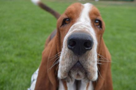 Anthony ze Srdce Brd