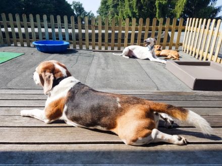 Tippe Tappe Pfötchen Hundetagesstätte und Pension