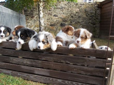 Saddletramp-Australian-Shepherds