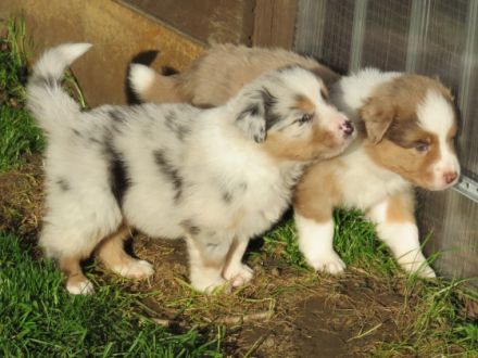 Saddletramp-Australian-Shepherds