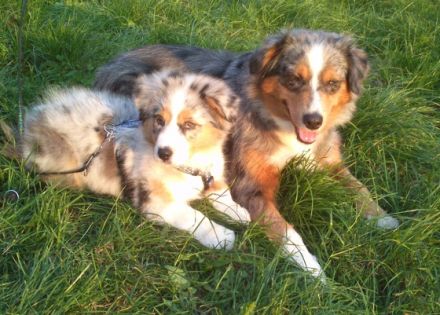 Saddletramp-Australian-Shepherds