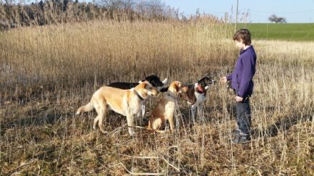 Hundepension Krambambuli