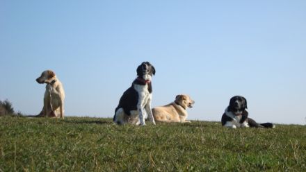 Hundepension Krambambuli