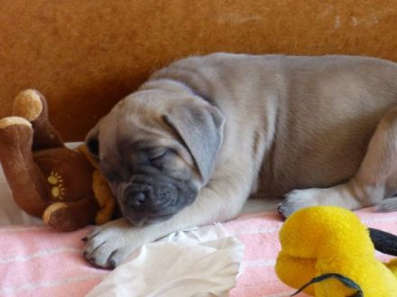 Black Shaolin, Bechyně,Tschechische Republik