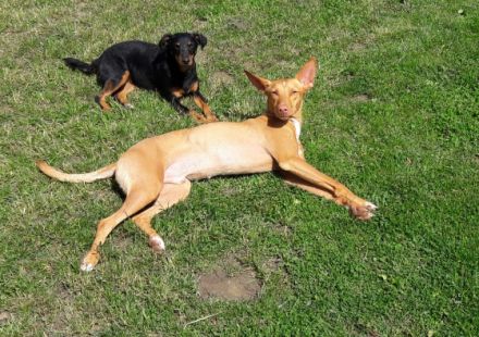 Hundephysiotherapie und Hundeernährungsberatung Nicole Kürmayer