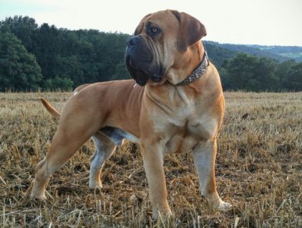 Teutonia-Boerboels