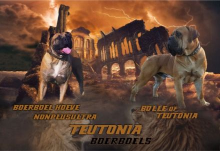 Teutonia-Boerboels